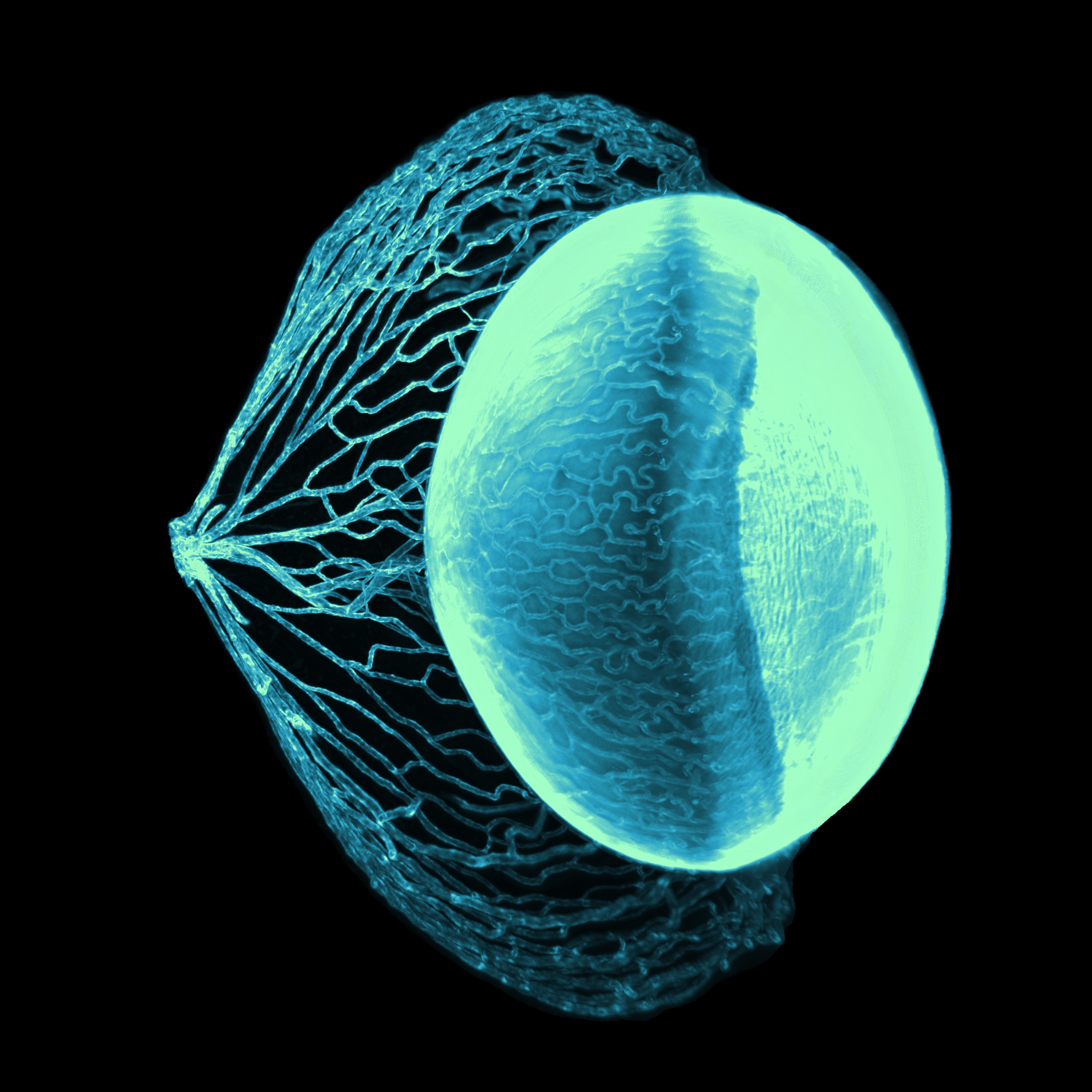 Blood vessels in an entire mouse eye 