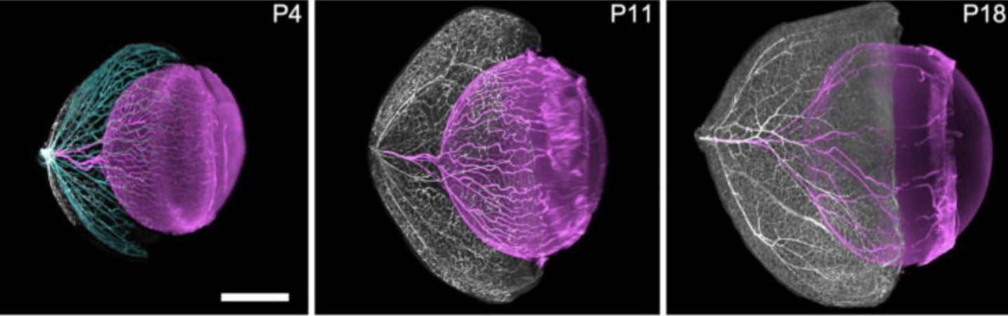 Three-dimensional characterization of developing and adult ocular vasculature in mice using in toto clearing